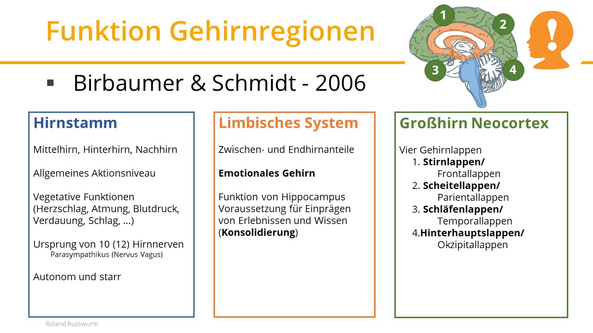 Funktion Gehirnregionen