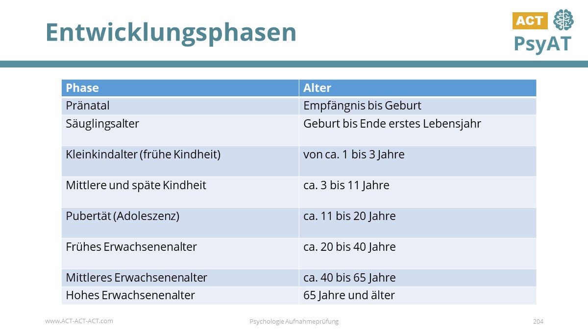 Entwicklungsphasen