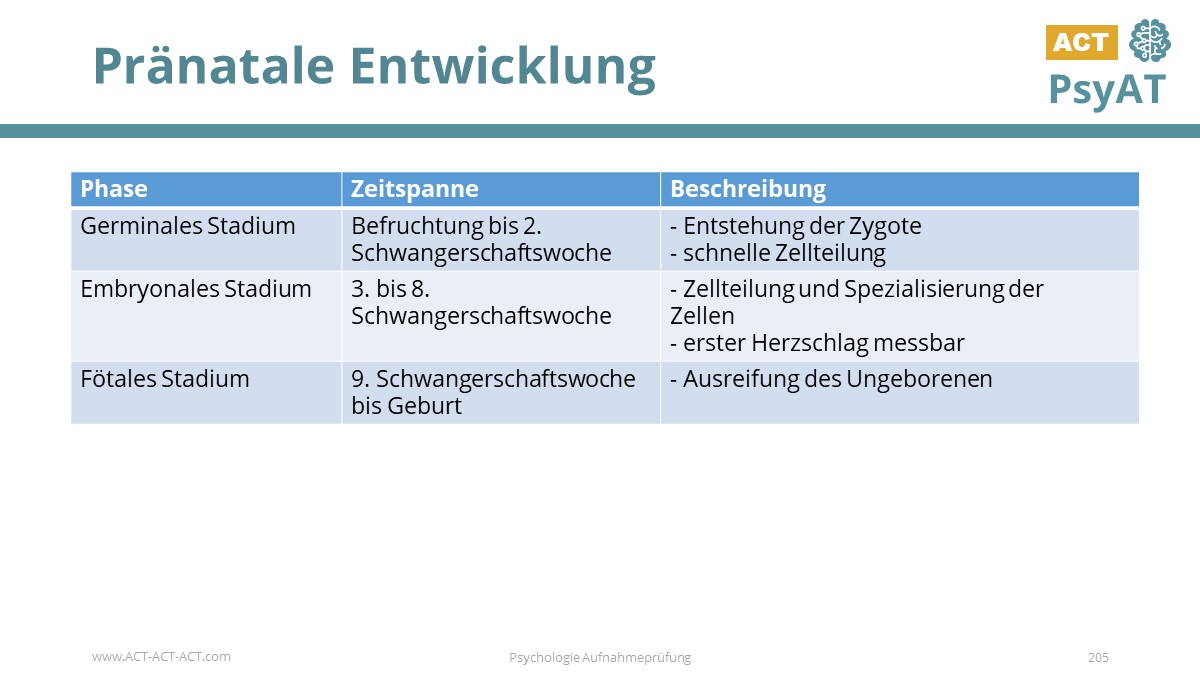 Pränatale Entwicklung